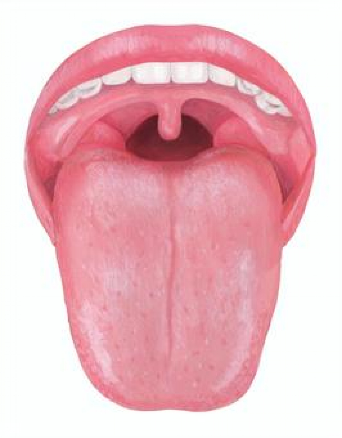 舌の状態で何が分かるの？