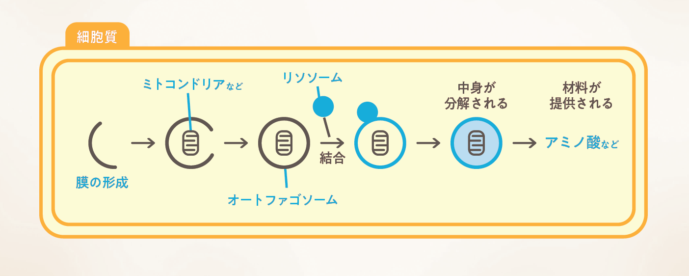 エネルギー源を糖質→脂質へ