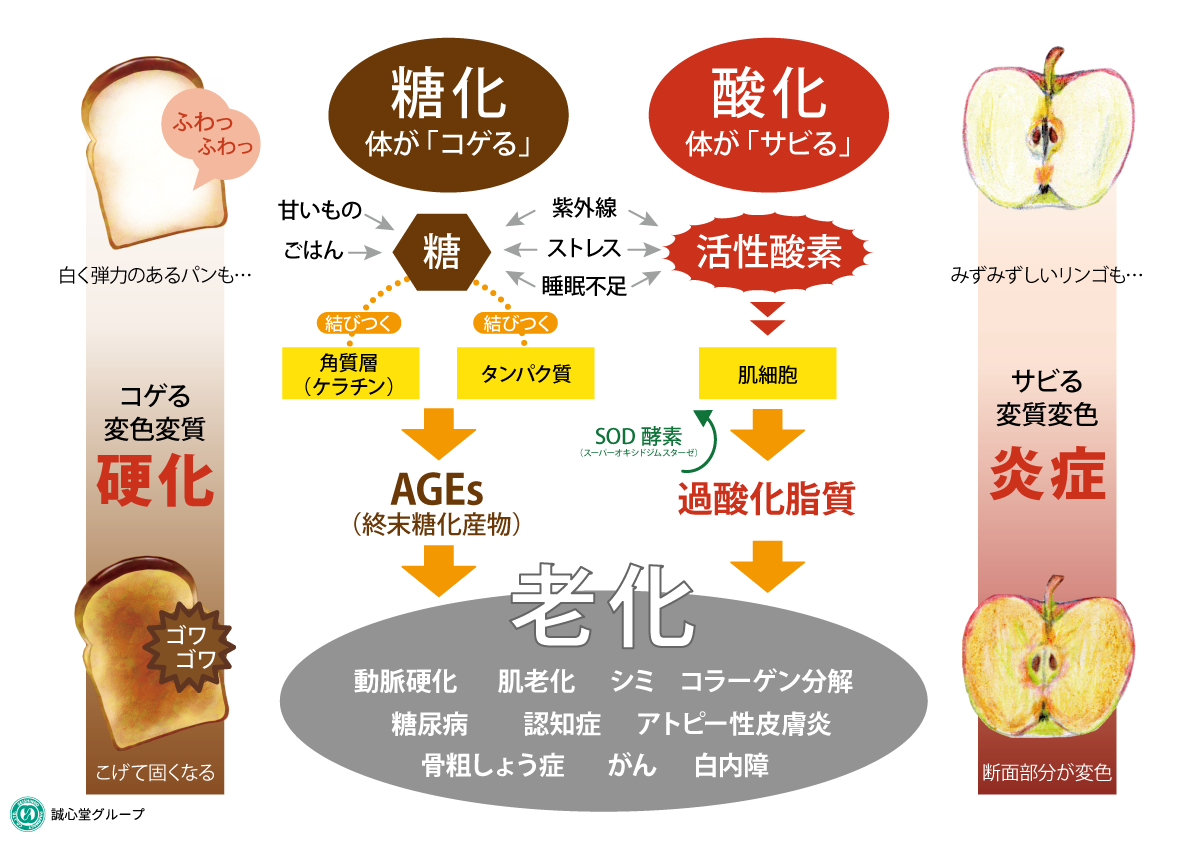 抗糖化
