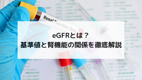 eGFRとは？基準値と腎機能の関係を徹底解説