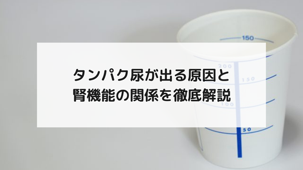 タンパク尿が出る原因と腎機能の関係を徹底解説