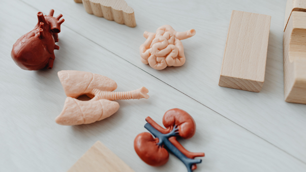 腎臓が関わる血尿の原因