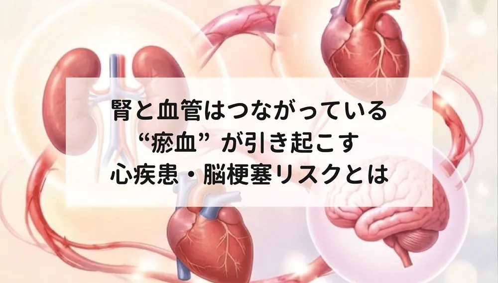 腎と血管はつながっている｜“瘀血”が引き起こす心疾患・脳梗塞リスクとは