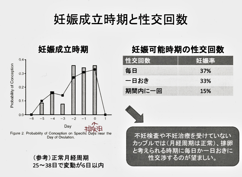 妊娠成立時期と性交回数