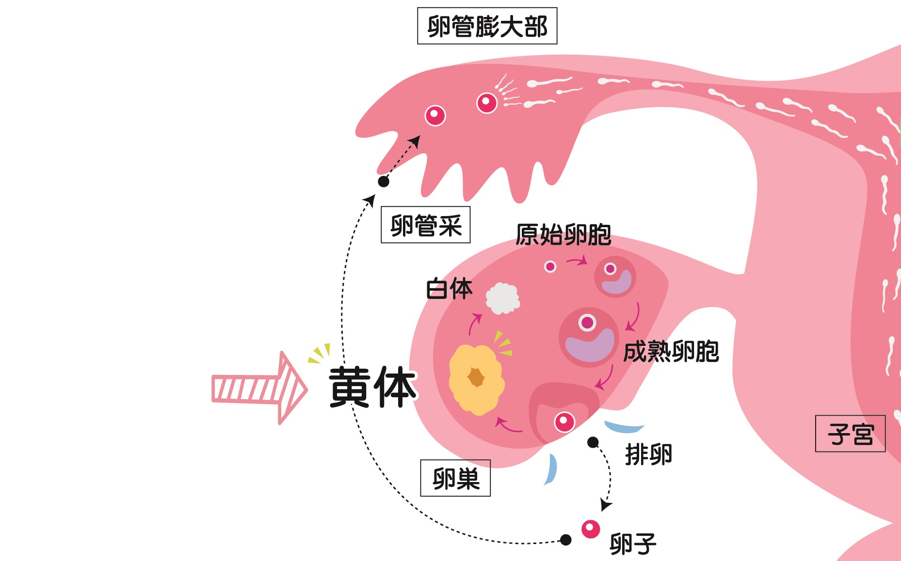 卵巣