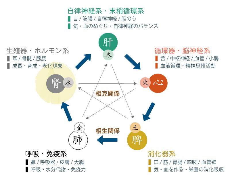 五臓