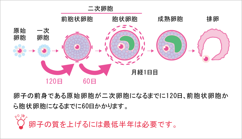 質の良い卵には半年がまん。