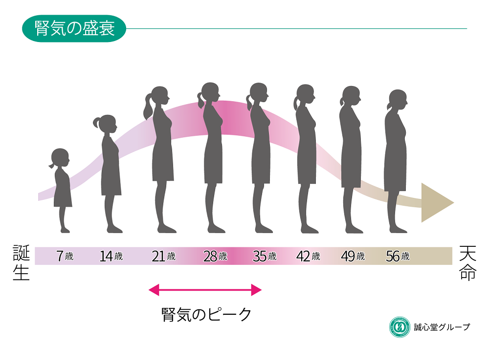 7の周期で変化する女性の身体