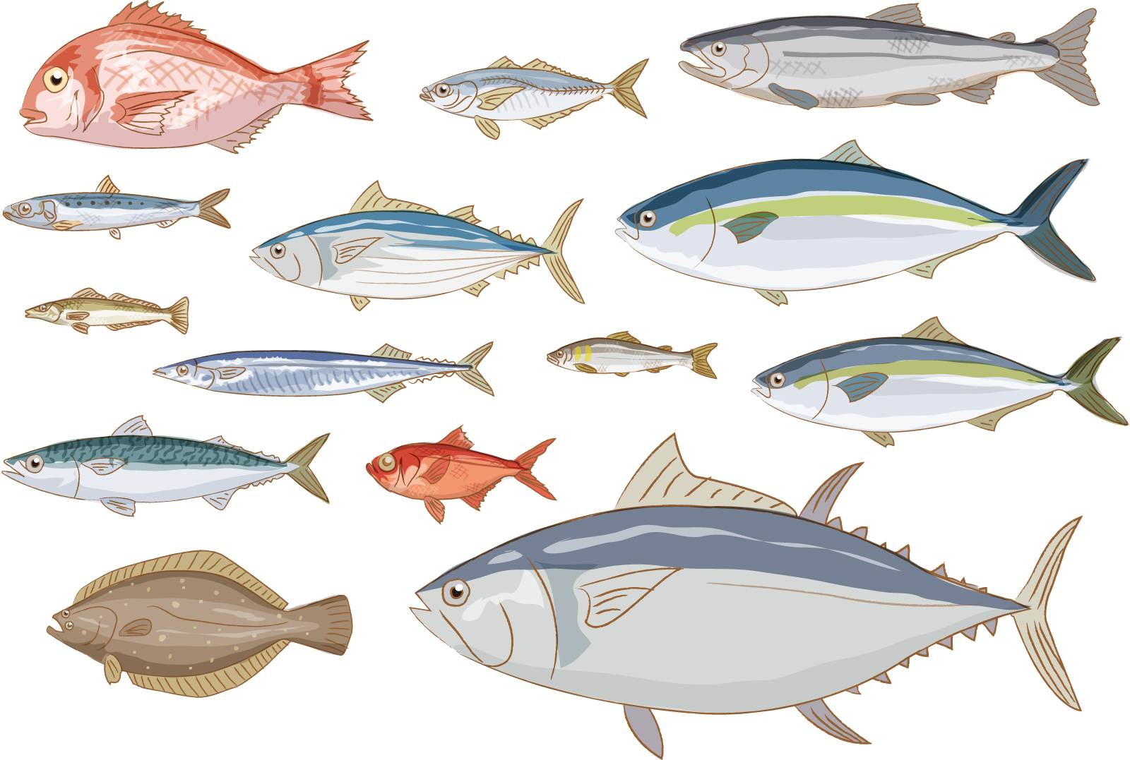 水銀を多く含む魚