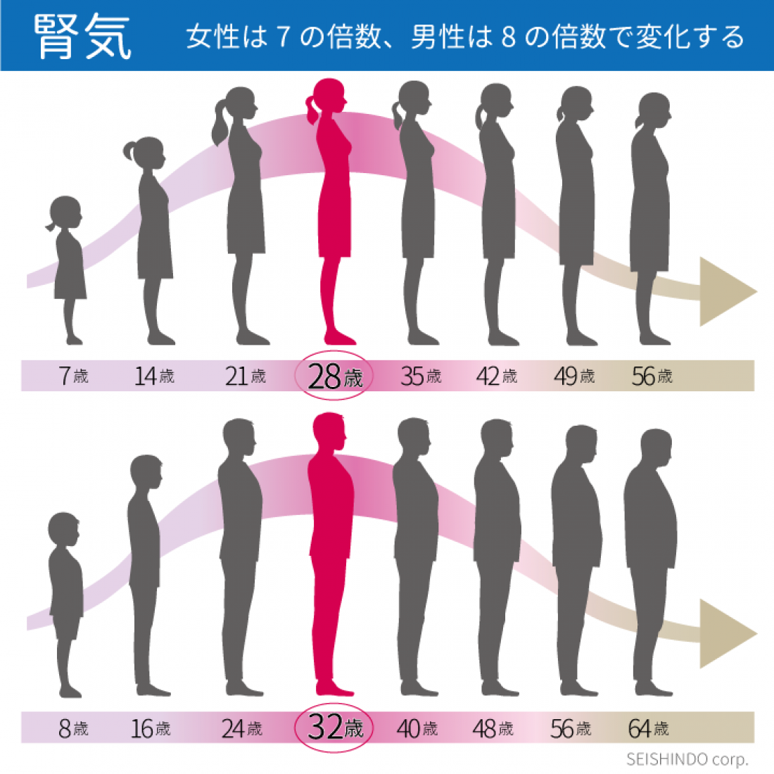 女性は7の倍数・男性は8の倍数で身体は変化する