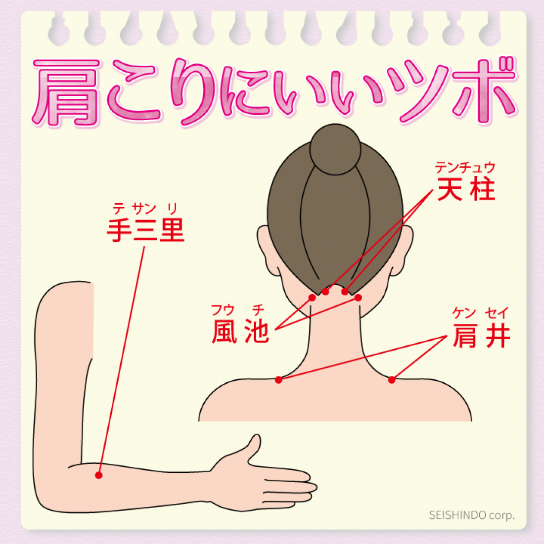 現代病「首肩コリ」に鍼灸を～鍼灸での深層筋へのアプローチと体質改善～