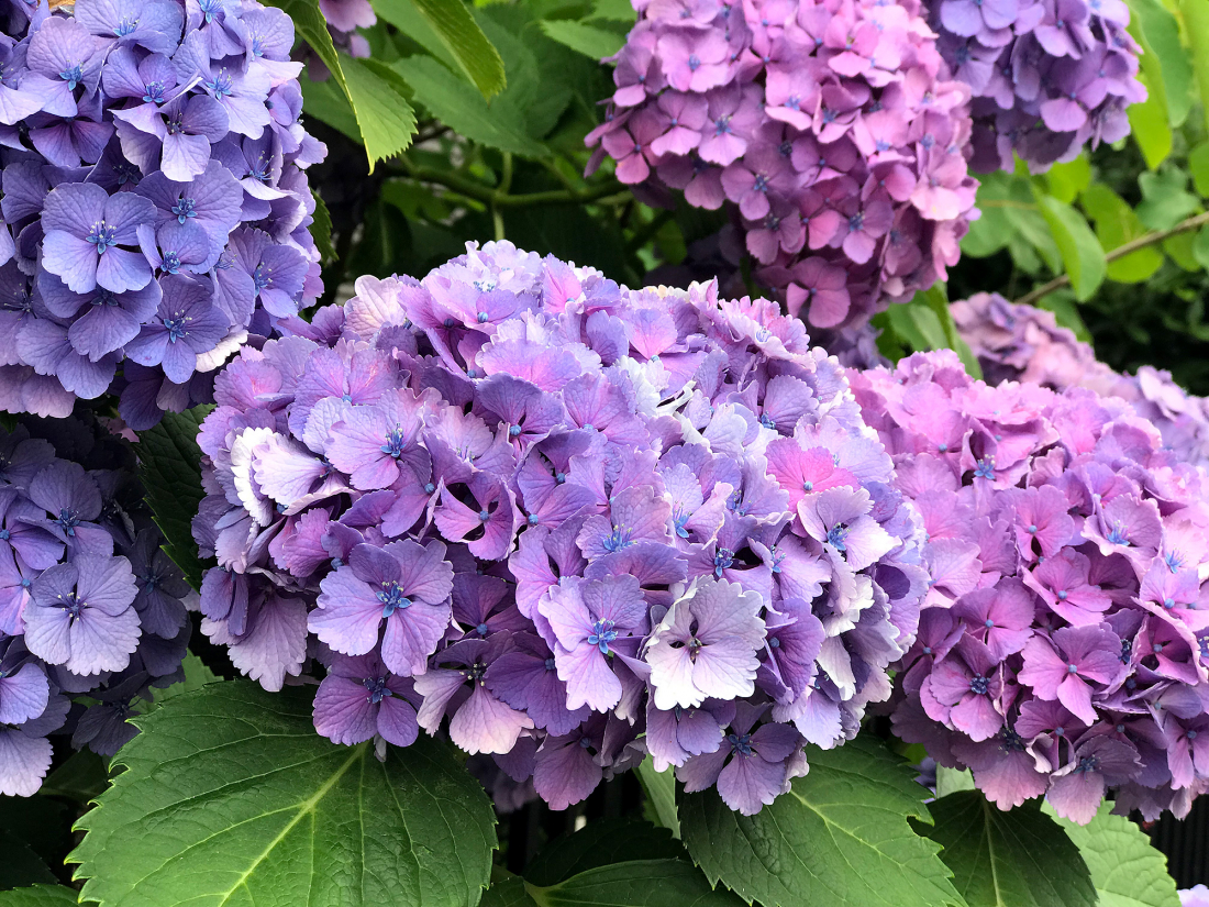 予約状況のお知らせ《6/5~6/20》