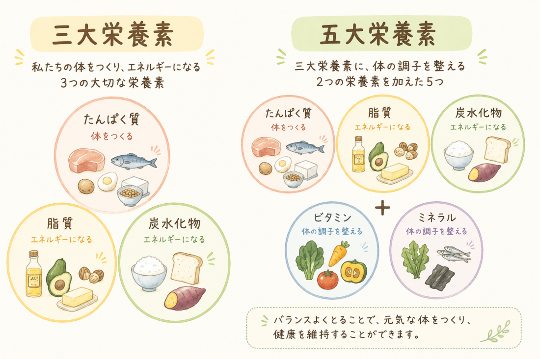 食事の基本五大栄養素【炭水化物・タンパク質・脂質・ビタミン・ミネラル】のバランスを大切に