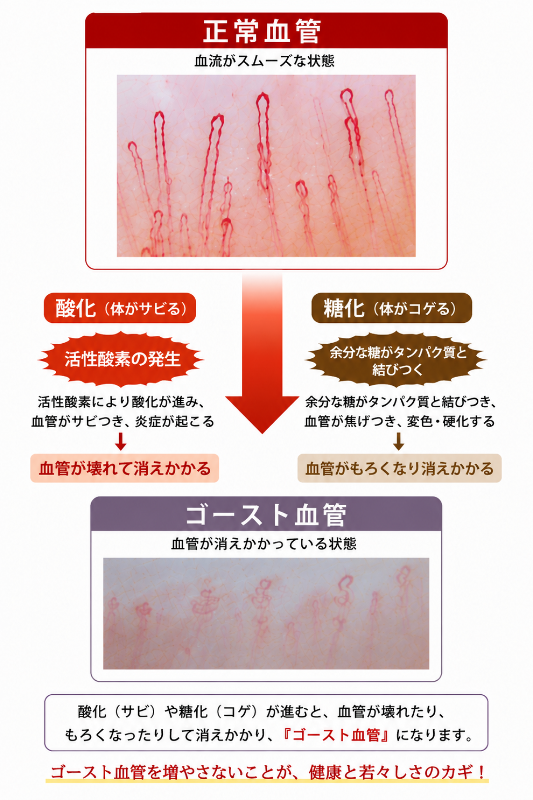 10/1 10/14 ゴースト血管測定会