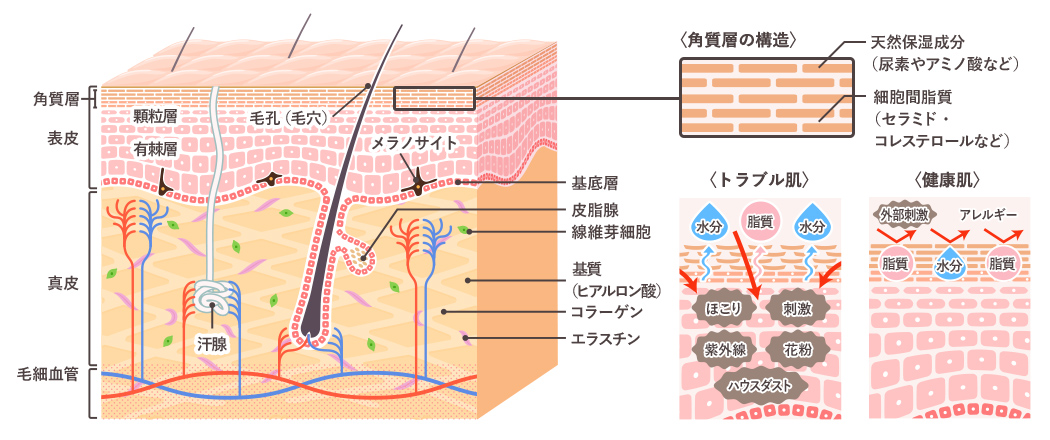 皮膚トラブル肌と健康肌の違い