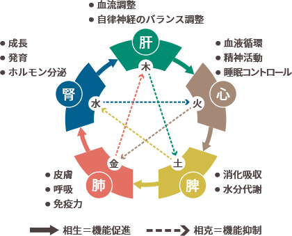 内側からの要因『五臓のバランス』